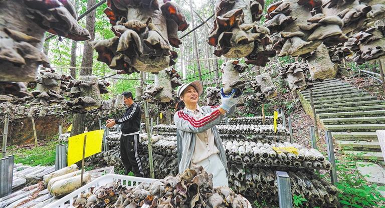 发展产业调研】林下生金mg不朽情缘【高质量(图3)